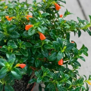 Goldfish Plant Live Plant - 2-5 inch Nematanthus Hybrid Trailing Orange Bloom Houseplant for Hanging Baskets - Image 6