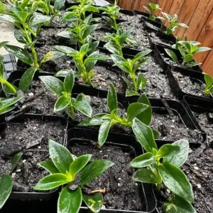 Goldfish Plant Live Plant - 2-5 inch Nematanthus Hybrid Trailing Orange Bloom Houseplant for Hanging Baskets - Image 7