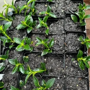 Goldfish Plant Live Plant - 2-5 inch Nematanthus Hybrid Trailing Orange Bloom Houseplant for Hanging Baskets - Image 8