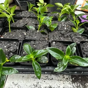 Goldfish Plant Live Plant - 2-5 inch Nematanthus Hybrid Trailing Orange Bloom Houseplant for Hanging Baskets - Image 9