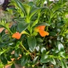 Goldfish Plant Live Plant - 2-5 inch Nematanthus Hybrid Trailing Orange Bloom Houseplant for Hanging Baskets - Image 1