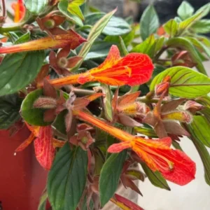 Goldfish Plant Live Plant - 3-6 inch Tall - 3 inch Pot - Nematanthus schiedeana - Trailing Indoor Houseplant - Image 1