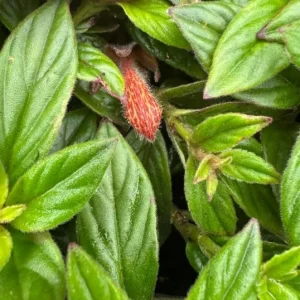 Goldfish Plant Live Plant - 3-6 inch Tall - 3 inch Pot - Nematanthus schiedeana - Trailing Indoor Houseplant - Image 2