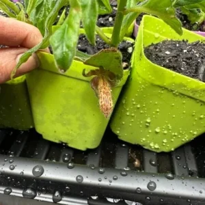 Goldfish Plant Live Plant - 3-6 inch Tall - 3 inch Pot - Nematanthus schiedeana - Trailing Indoor Houseplant - Image 3