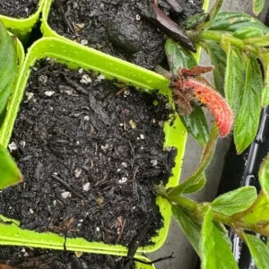 Goldfish Plant Live Plant - 3-6 inch Tall - 3 inch Pot - Nematanthus schiedeana - Trailing Indoor Houseplant - Image 4