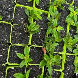 Goldfish Plant Live Plant - 3-6 inch Tall - 3 inch Pot - Nematanthus schiedeana - Trailing Indoor Houseplant - Image 5