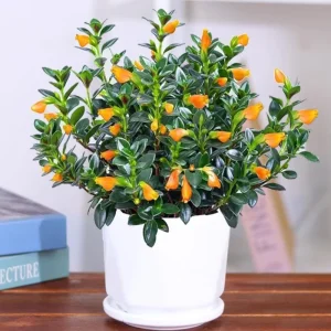 Goldfish Plant Live - Trailing Houseplant with Orange Blooms, Indoor - Image 1