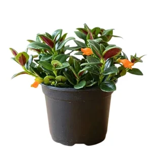 Goldfish Plant Live - Trailing Houseplant with Orange Blooms, Indoor - Image 2