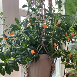 Goldfish Plant Live - Trailing Houseplant with Orange Blooms, Indoor - Image 3