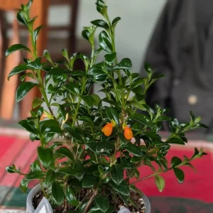 Goldfish Plant Live - Trailing Houseplant with Orange Blooms, Indoor - Image 4