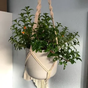 Goldfish Plant Live - Trailing Houseplant with Orange Blooms, Indoor - Image 5