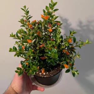 Goldfish Plant Live - Trailing Houseplant with Orange Blooms, Indoor - Image 6