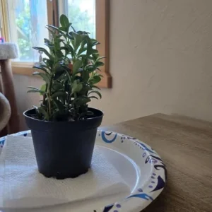 Goldfish Plant Live Tropical Houseplant – 7-inch Tall – 3.5-inch Pot - Image 10