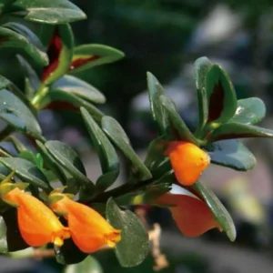 Goldfish Plant Live Tropical Houseplant – 7-inch Tall – 3.5-inch Pot - Image 2