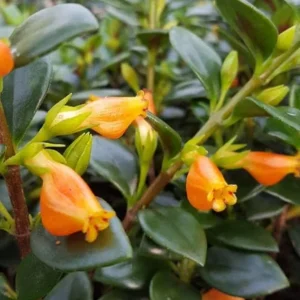 Goldfish Plant Live Tropical Houseplant – 7-inch Tall – 3.5-inch Pot - Image 3