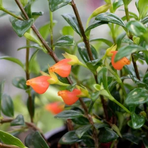 Goldfish Plant Live Tropical Houseplant – 7-inch Tall – 3.5-inch Pot - Image 4