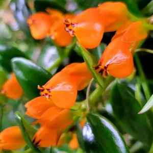 Goldfish Plant Live Tropical Houseplant – 7-inch Tall – 3.5-inch Pot - Image 5