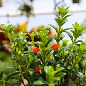 Goldfish Plant Live Tropical Houseplant – 7-inch Tall – 3.5-inch Pot - Image 6