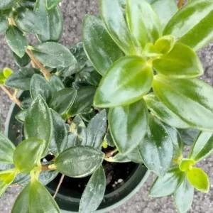 Goldfish Plant Live Tropical Houseplant – 7-inch Tall – 3.5-inch Pot - Image 7