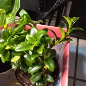 Goldfish Plant Live Tropical Houseplant – 7-inch Tall – 3.5-inch Pot - Image 8