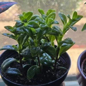 Goldfish Plant Live Tropical Houseplant – 7-inch Tall – 3.5-inch Pot - Image 9