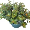 Goldfish Plant Orange Nematanthus Live Shrub 4 Inch Pot Indoor - Image 1