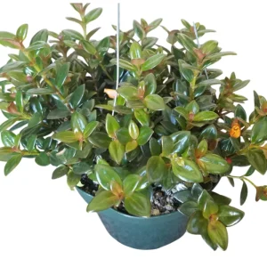 Goldfish Plant Orange Nematanthus Live Shrub 4 Inch Pot Indoor - Image 1
