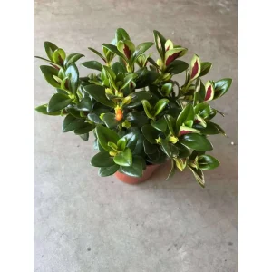 Goldfish Plant Orange Nematanthus Live Shrub 4 Inch Pot Indoor - Image 2