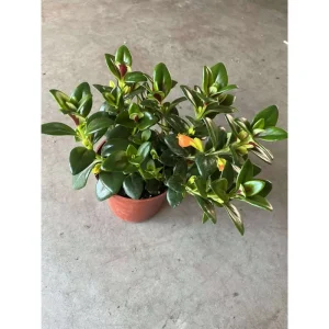 Goldfish Plant Orange Nematanthus Live Shrub 4 Inch Pot Indoor - Image 3
