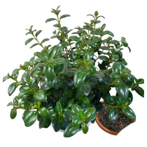 Goldfish Plant Orange Nematanthus Live Shrub 4 Inch Pot Indoor - Image 4