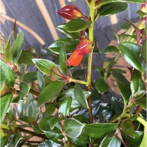 Goldfish Plant Orange Nematanthus Live Shrub 4 Inch Pot Indoor - Image 5