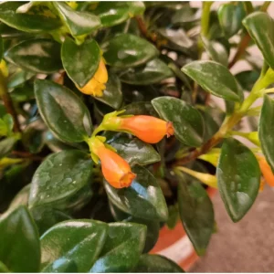 Goldfish Plant Orange Nematanthus Live Shrub 4 Inch Pot Indoor - Image 6