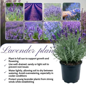Goodwin Creek Blue Lavender Live Plant - Hardy Fragrant Perennial Herb, 4-6 Inch Height - Image 2