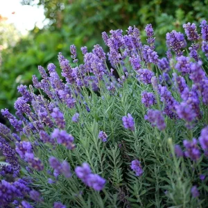 Goodwin Creek Blue Lavender Live Plant - Hardy Fragrant Perennial Herb, 4-6 Inch Height - Image 3