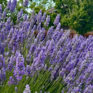 Goodwin Creek Blue Lavender Live Plant - Hardy Fragrant Perennial Herb, 4-6 Inch Height - Image 4