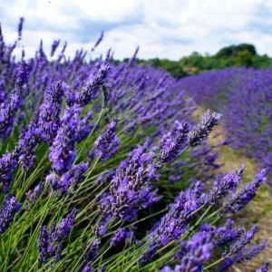 Goodwin Creek Blue Lavender Live Plant - Hardy Fragrant Perennial Herb, 4-6 Inch Height - Image 5