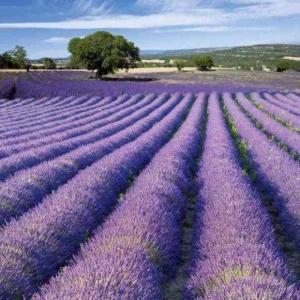 Goodwin Creek Blue Lavender Live Plant - Hardy Fragrant Perennial Herb, 4-6 Inch Height - Image 6