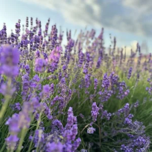 Goodwin Creek Blue Lavender Live Plant - Hardy Fragrant Perennial Herb, 4-6 Inch Height - Image 7