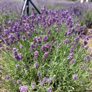 Goodwin Creek Blue Lavender Live Plant - Hardy Fragrant Perennial Herb, 4-6 Inch Height - Image 8