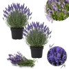 Goodwin Creek Blue Lavender Live Plant - Hardy Fragrant Perennial Herb, 4-6 Inch Height - Image 1