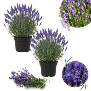 Goodwin Creek Blue Lavender Live Plant - Hardy Fragrant Perennial Herb, 4-6 Inch Height - Image 1