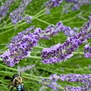Goodwin Creek Blue Lavender Live Plant - Hardy Fragrant Perennial Herb, 4-6 Inch Height - Image 9