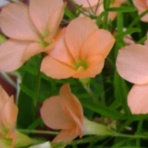 Gracilis Oxalis Live Plant – Ornamental Flowering – 4 Inch Pot - Image 2