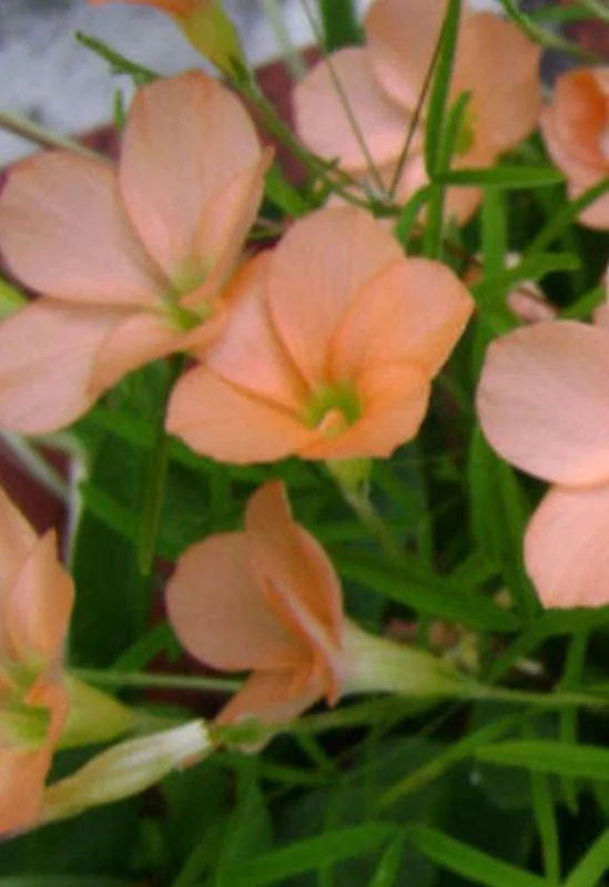 Gracilis Oxalis Live Plant – Ornamental Flowering – 4 Inch Pot - Image 2