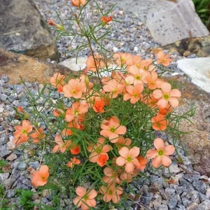 Gracilis Oxalis Live Plant – Ornamental Flowering – 4 Inch Pot - Image 3