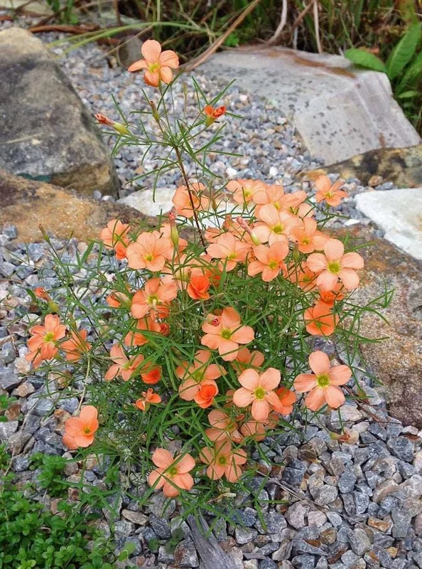 Gracilis Oxalis Live Plant – Ornamental Flowering – 4 Inch Pot - Image 3