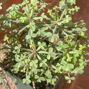 Gracilis Oxalis Live Plant – Ornamental Flowering – 4 Inch Pot - Image 4