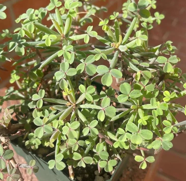 Gracilis Oxalis Live Plant – Ornamental Flowering – 4 Inch Pot - Image 4