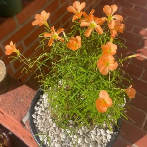 Gracilis Oxalis Live Plant – Ornamental Flowering – 4 Inch Pot - Image 5