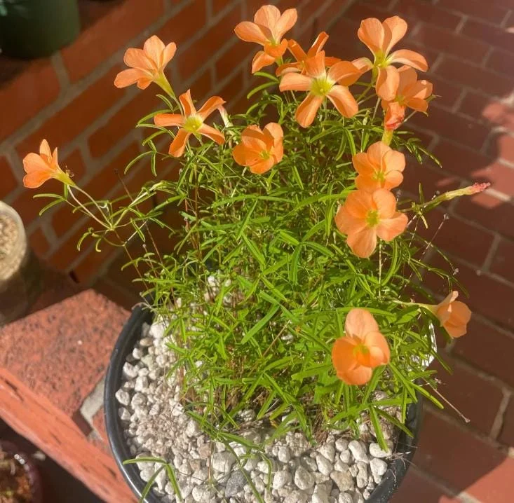 Gracilis Oxalis Live Plant – Ornamental Flowering – 4 Inch Pot - Image 5
